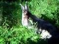 My rabbit in the frontyard