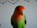 Alfalfa and Darla chirp to \"Lovebird Bathtime part 1\"