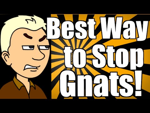 how to eliminate gnats in yard