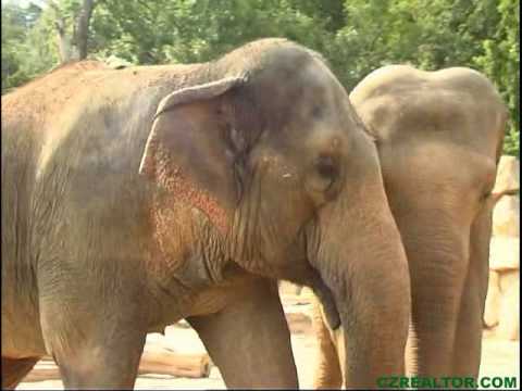 The Prague zoological garden ( part 2 )