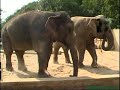 The Prague zoological garden ( part 2 )