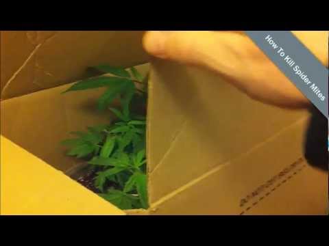 how to eliminate mites