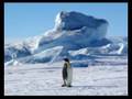 videos de manchots empereurs