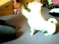 Ernie the amazing Jack Russell Terrier