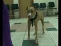 Adopt a Dog Eli MSPCA Springfield Massachusetts