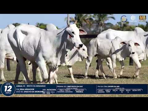 1� DE OLHO NA FAZENDA NELORE SESMARIAS