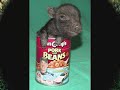 weezer pork and beans