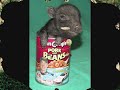 Weezer-Pork and Beans