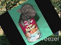 weezer pork and beans