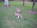 Kangaroos at Golf Course