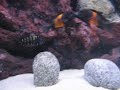 Tropheus pemba