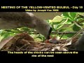 Yellow-Vented Bulbul Nesting - Day 15