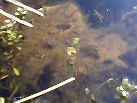 CADDIS FLY LARVAE