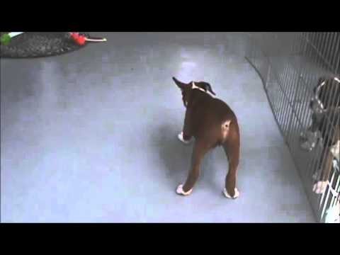 A Video of Duke Playing