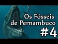 Os Fósseis de Pernambuco – Episódio 4