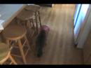 Funny catz lol