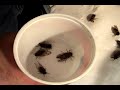 we've got a few years to wait for another brood of 17 or 13 year cicada emergences -- but while you're waiting, why not be nostalgic with the cicada chef!  (many cicadas were harmed in the production of this program)  buy the theme song from napster, amazonmp3, itunes and emusic!