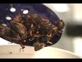 The Cicada Chef