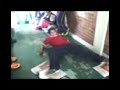 patinando