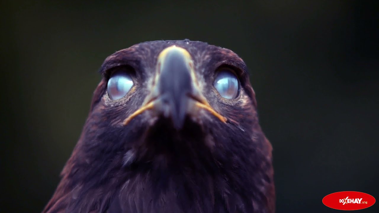 Video Clip Bi LED EAGLE FOG LIGHT