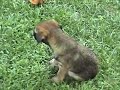 Woodberry Border Terrier Puppies Woodberry Border Terrier Puppies