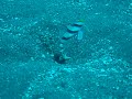2009年11月19日大瀬崎Dive 078.MPG