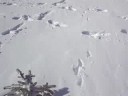 Jupe in the snow