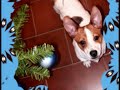 SCOOBY di Raffaela Maria Sateriale