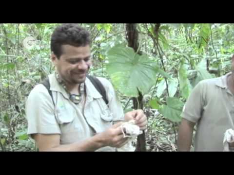 Bat conservation in Costa Rica