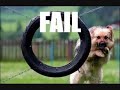 Funny DOG and CATS Pictures Funny DOG and CATS Pictures
