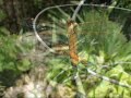 Summer Californian Dragonfly