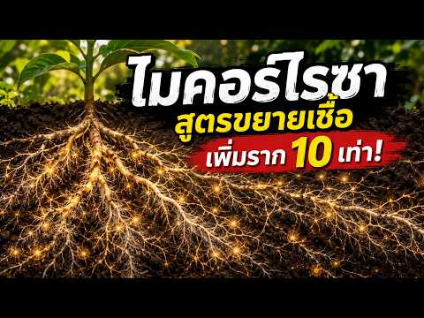 "ไมคอร์ไรซา" รากเทียม 10 เท่า! กู้ดินพัง สู้ภัยแล้ง ทำง่ายประหยัดเงินหมื่น