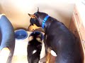 rosie the dobermann is a softie rosie the dobermann is a softie