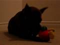 Miniature Pinscher video