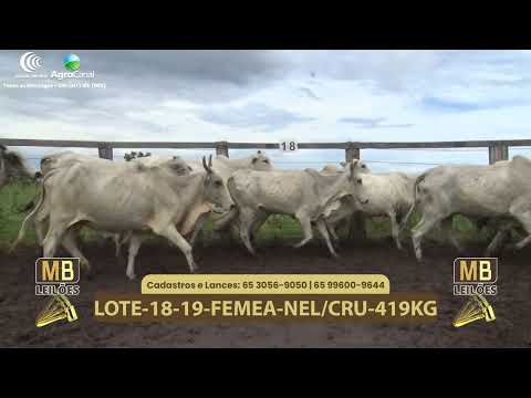 543� LEIL�O VIRTUAL MB LEIL�ES