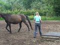 Spelen met paarden Spelen met paarden