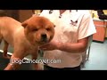 Dog Cancer Biopsy Preparation