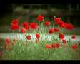 Harvest (Neil Young)