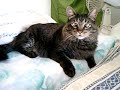 Gato do Olhar 43