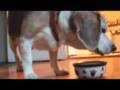 A Beagle Christmas