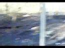 Forest Fire kills armidillo
