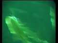 Fishing with DNG C6000i jigging reel