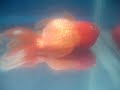 dead oranda
