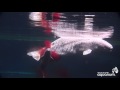 Beluga Birth Aurora 2009 Vancouver