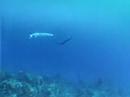 scuba cuba amigo!!!