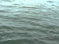 DSCN2959.MOV