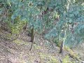 Herfst op de putberg