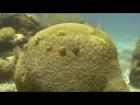 buceo isla mujeres