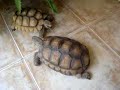 Tortugas terrestres luchando