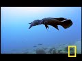 Fish Fight!